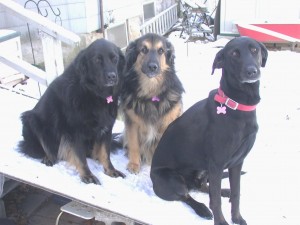 Scarlett,Buster&PJ